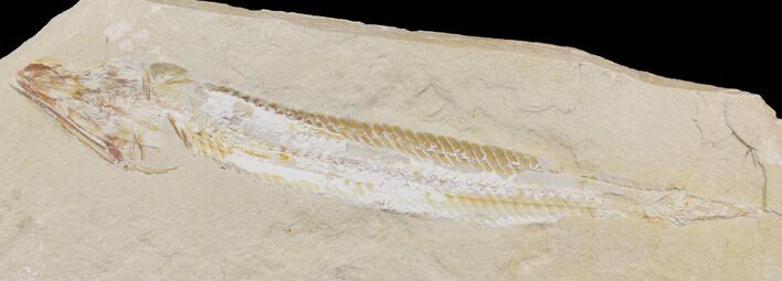 Cretaceous Viper Fish (Prionolepis) - Lebanon #147177